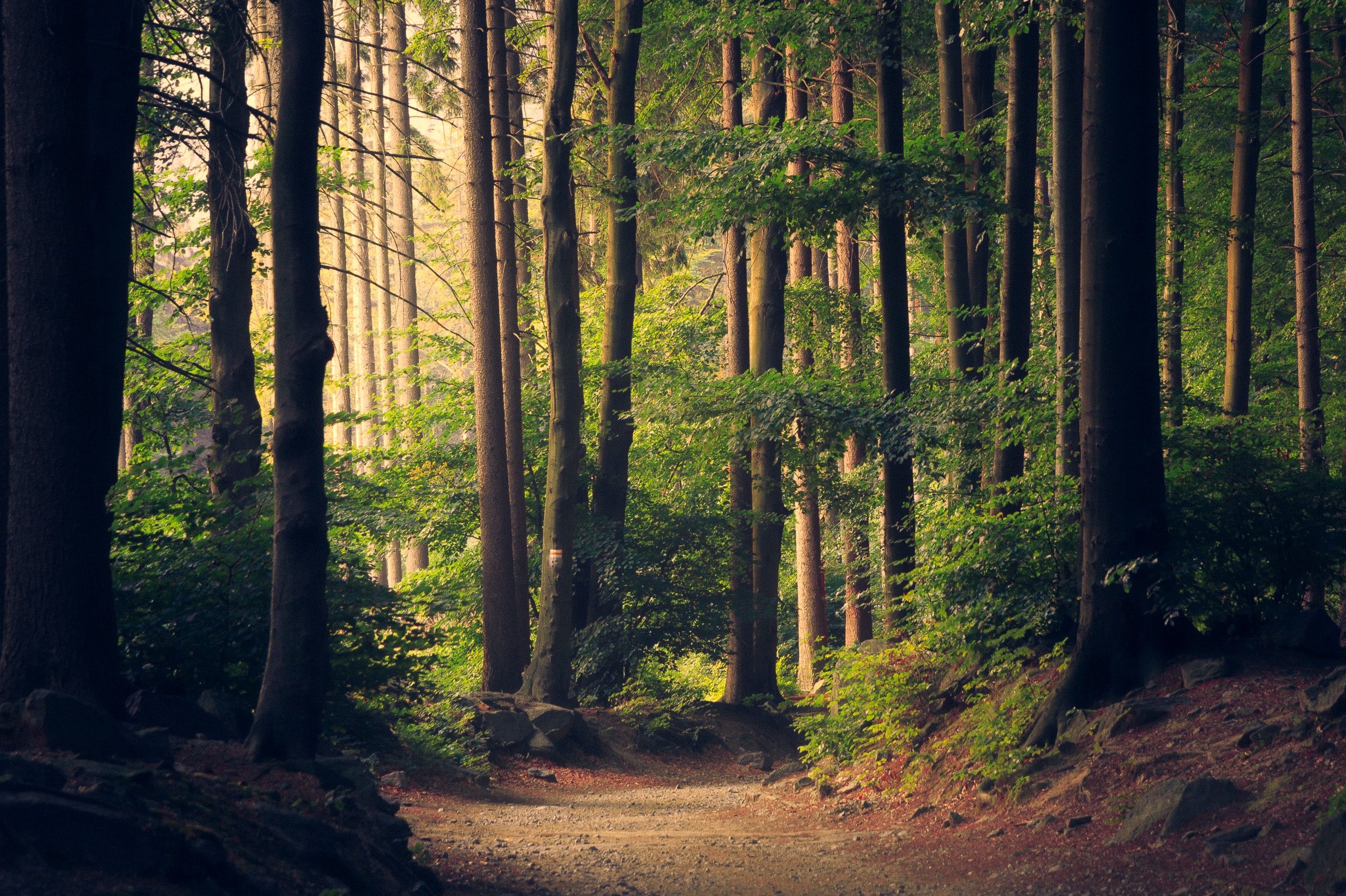 Les Sentiers Ludiques: des énigmes, une forêt et du plaisir pour toute la famille