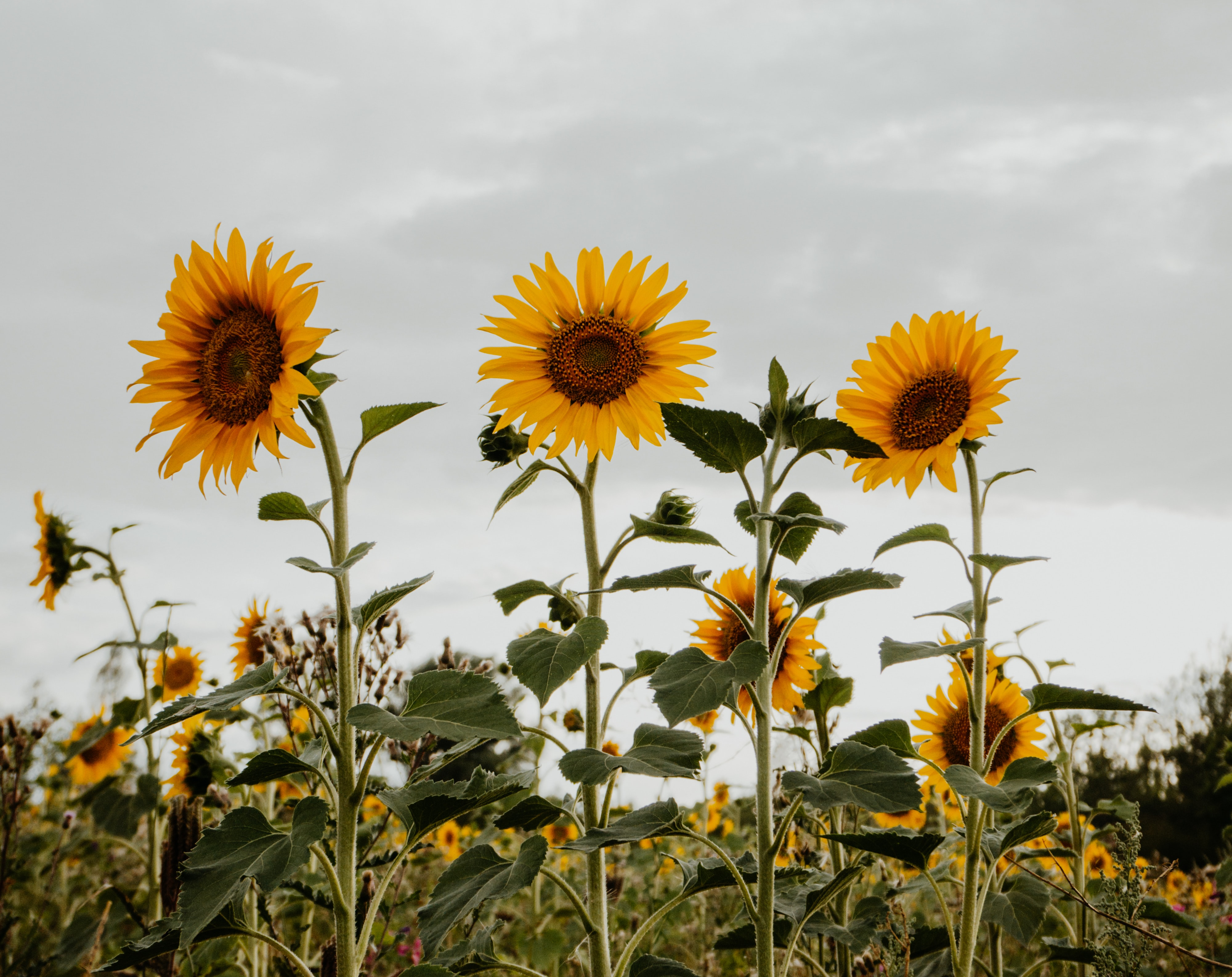 Un labyrinthe géant entièrement composé de tournesols accueillera les visiteurs dès le 29 juillet à Laval