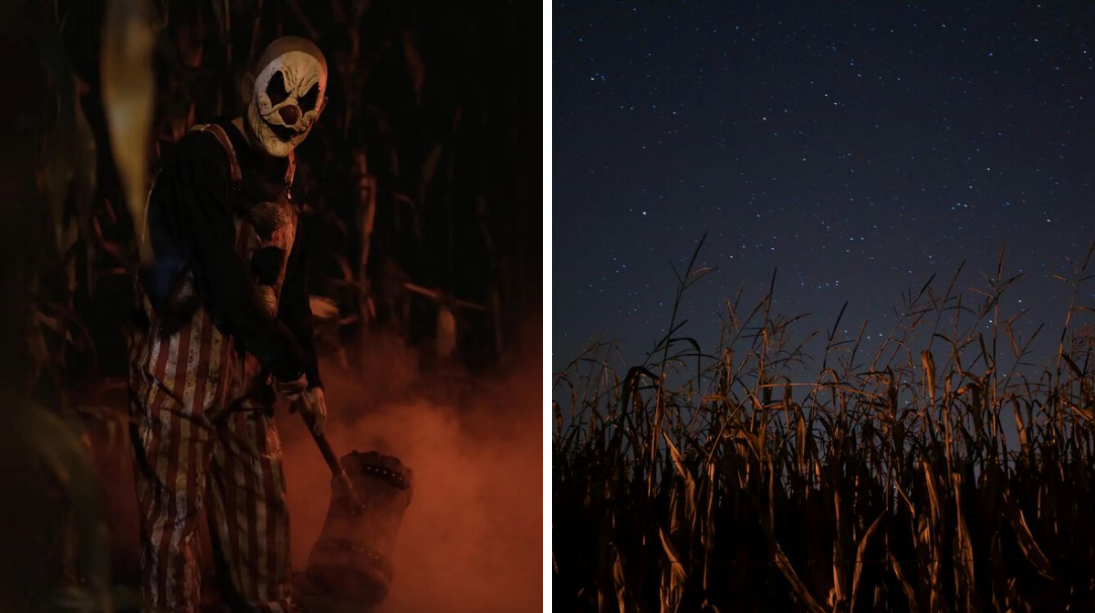 Halloween 2026 : un parcours d’horreur dans le labyrinthe de maïs de la Ferme Marineau
